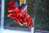 Giant Nemo Koi Galaxy  Plakat Male Betta (ID#801-M100) Free2Day SHIPPING