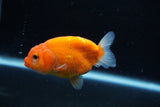 Ranchu  Sakura 3 Inch (ID#1206R1c-3) Free2Day SHIPPING