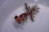 Butterfly  Calico 3.5 Inch (ID#311B8b-38) Free2Day SHIPPING