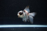 Baby Thai Oranda  Panda 3 Inch (ID#1112ToPTA-29) Free2Day SHIPPING