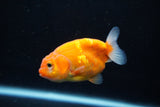 Ranchu  Sakura 3 Inch (ID#1206R1c-3) Free2Day SHIPPING