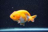 Baby Ranchu  Red White 3 Inch (ID#415R9c-32) Free2Day SHIPPING