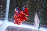 Giant Nemo Koi Galaxy  Plakat Male Betta (ID#801-M100) Free2Day SHIPPING