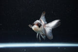 Baby Thai Oranda  Panda 3 Inch (ID#1112ToPTA-29) Free2Day SHIPPING