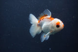 Juvenile Thai Oranda  Red White 4 Inch (ID#1227To13b-76) Free2Day SHIPPING