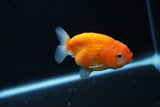 Ranchu  Sakura 3 Inch (ID#1206R1c-3) Free2Day SHIPPING