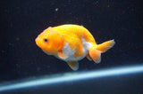Baby Ranchu  Red White 3 Inch (ID#415R9c-32) Free2Day SHIPPING