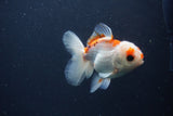 Juvenile Thai Oranda  Red White 4 Inch (ID#1227To13b-76) Free2Day SHIPPING