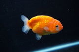 Ranchu  Sakura 3 Inch (ID#1206R1c-3) Free2Day SHIPPING