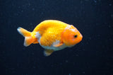 Baby Ranchu  Red White 3 Inch (ID#415R9c-32) Free2Day SHIPPING