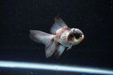 Baby Thai Oranda  Panda 3 Inch (ID#1112ToPTA-29) Free2Day SHIPPING