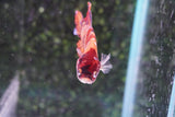 Giant Nemo Koi Galaxy  Plakat Male Betta (ID#801-M101) Free2Day SHIPPING