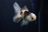 Juvenile Thai Oranda  Tricolor 4 Inch (ID#1224To12c-77) Free2Day SHIPPING