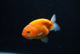 Ranchu  Sakura 3 Inch (ID#1206R1c-3) Free2Day SHIPPING