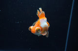Butterfly  Red White 3.5 Inch (ID#311B8b-39) Free2Day SHIPPING