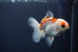 Juvenile Thai Oranda  Red White 4 Inch (ID#1227To13b-76) Free2Day SHIPPING