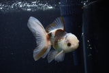 Juvenile Thai Oranda  Tricolor 4 Inch (ID#1224To12c-77) Free2Day SHIPPING