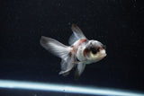 Baby Thai Oranda  Panda 3 Inch (ID#1112ToPTA-29) Free2Day SHIPPING