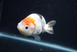 Milk Cow Ranchu  Calico 4 Inch (ID#1022R9a-62) Free2Day SHIPPING