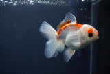 Juvenile Thai Oranda  Red White 4 Inch (ID#1227To13b-76) Free2Day SHIPPING