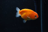 Ranchu  Sakura 3 Inch (ID#1206R1c-3) Free2Day SHIPPING