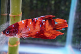 Giant Nemo Koi Galaxy  Plakat Male Betta (ID#801-M101) Free2Day SHIPPING