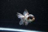 Baby Thai Oranda  Panda 3 Inch (ID#1112ToPTA-29) Free2Day SHIPPING