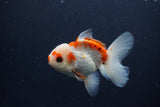 Juvenile Thai Oranda  Red White 4 Inch (ID#1227To13b-76) Free2Day SHIPPING