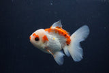 Juvenile Thai Oranda  Red White 4 Inch (ID#1227To13b-76) Free2Day SHIPPING