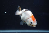 Milk Cow Ranchu  Calico 4 Inch (ID#1022R9a-62) Free2Day SHIPPING