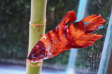 Giant Nemo Koi Galaxy  Plakat Male Betta (ID#801-M101) Free2Day SHIPPING