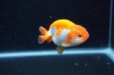 Baby Ranchu  Red White 3 Inch (ID#415R9c-33) Free2Day SHIPPING