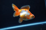 Butterfly  Red White 3.5 Inch (ID#311B8b-39) Free2Day SHIPPING