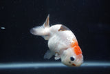 Milk Cow Ranchu  Calico 4 Inch (ID#1022R9a-62) Free2Day SHIPPING