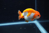 Baby Ranchu  Red White 3 Inch (ID#415R9c-33) Free2Day SHIPPING