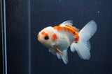 Juvenile Thai Oranda  Red White 4 Inch (ID#1227To13b-76) Free2Day SHIPPING