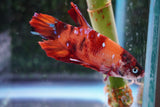 Giant Nemo Koi Galaxy  Plakat Male Betta (ID#801-M101) Free2Day SHIPPING