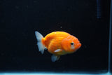 Ranchu  Sakura 3 Inch (ID#1206R1c-3) Free2Day SHIPPING