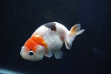 Milk Cow Ranchu  Calico 4 Inch (ID#1022R9a-62) Free2Day SHIPPING