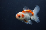 Juvenile Thai Oranda  Red White 4 Inch (ID#1227To13b-76) Free2Day SHIPPING