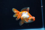 Butterfly  Red White 3.5 Inch (ID#311B8b-39) Free2Day SHIPPING