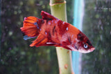 Giant Nemo Koi Galaxy  Plakat Male Betta (ID#801-M101) Free2Day SHIPPING