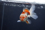 Juvenile Thai Oranda  Red White 4 Inch (ID#1227To13b-76) Free2Day SHIPPING