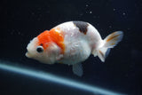 Milk Cow Ranchu  Calico 4 Inch (ID#1022R9a-62) Free2Day SHIPPING