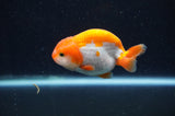 Baby Ranchu  Red White 3 Inch (ID#415R9c-33) Free2Day SHIPPING