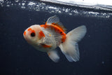 Juvenile Thai Oranda  Red White 4 Inch (ID#1227To13b-76) Free2Day SHIPPING