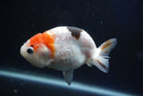 Milk Cow Ranchu  Calico 4 Inch (ID#1022R9a-62) Free2Day SHIPPING