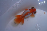 Butterfly  Red White 3.5 Inch (ID#311B8b-39) Free2Day SHIPPING