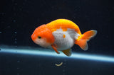Baby Ranchu  Red White 3 Inch (ID#415R9c-33) Free2Day SHIPPING