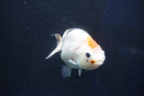 Milk Cow Ranchu  Calico 4 Inch (ID#1022R9a-62) Free2Day SHIPPING